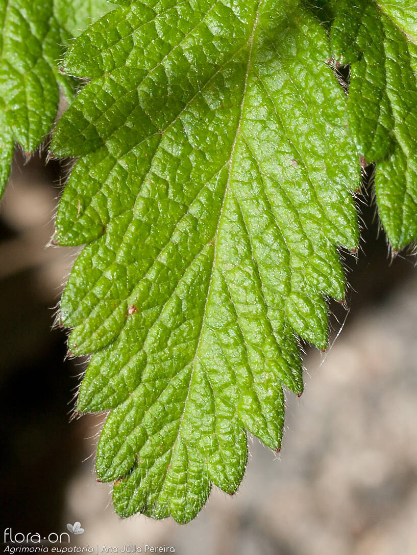 Agrimonia eupatoria - Folha | Ana Júlia Pereira; CC BY-NC 4.0