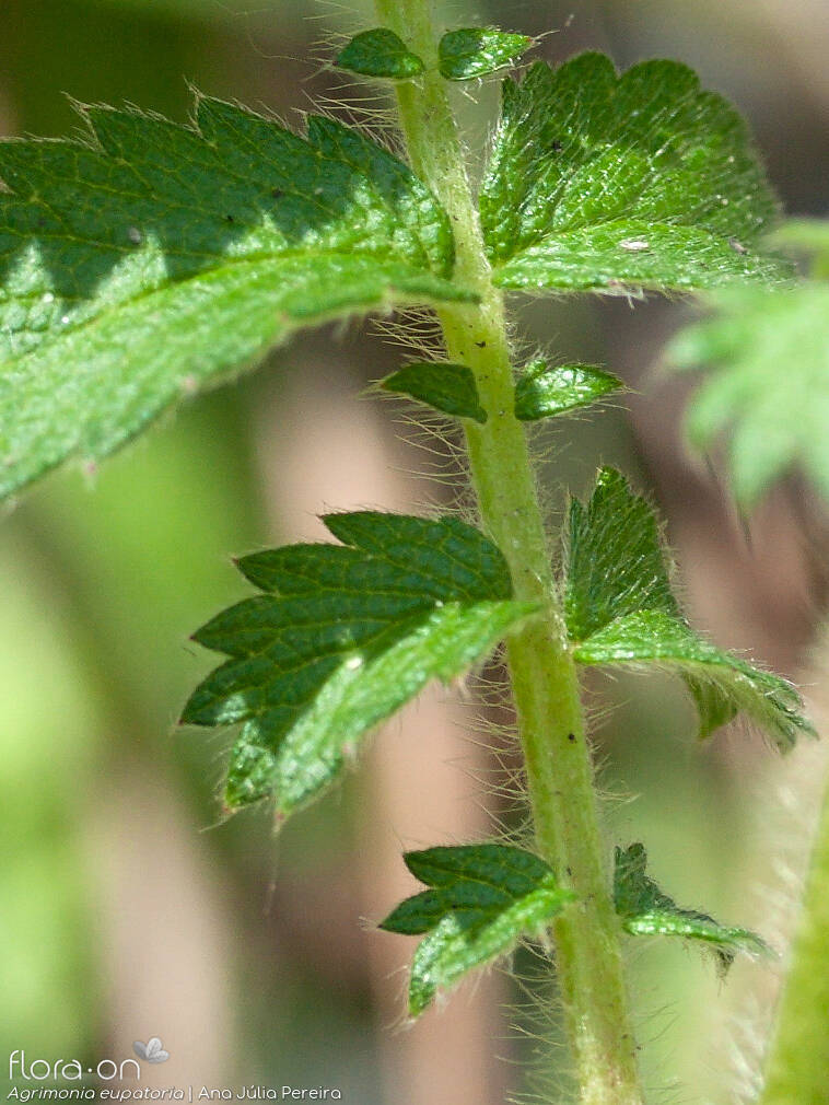 Agrimonia eupatoria - Folha | Ana Júlia Pereira; CC BY-NC 4.0