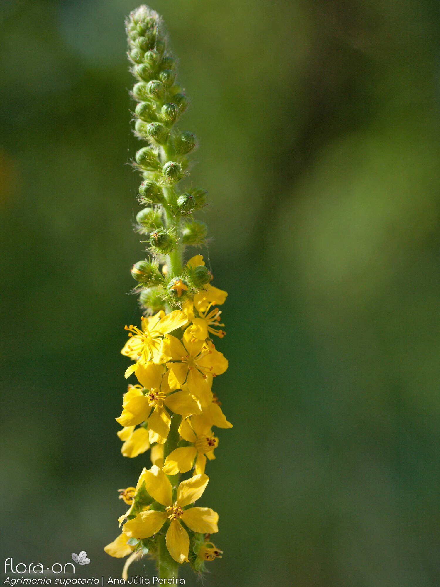 Agrimonia eupatoria - Flor (geral) | Ana Júlia Pereira; CC BY-NC 4.0