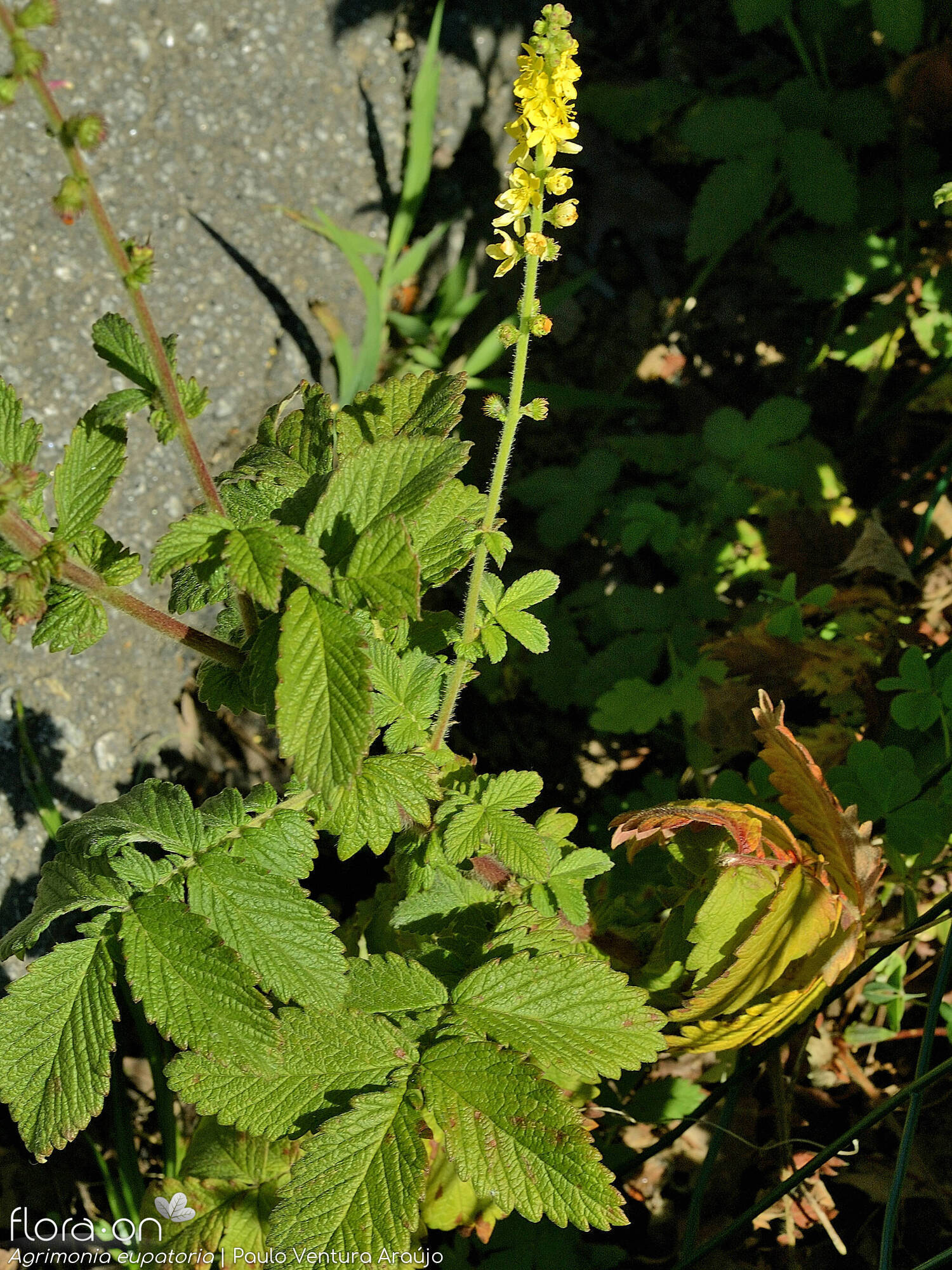 Agrimonia eupatoria - Hábito | Paulo Ventura Araújo; CC BY-NC 4.0