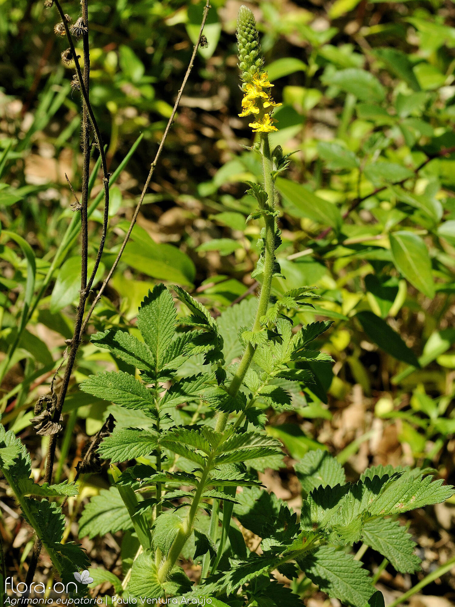 Agrimonia eupatoria - Hábito | Paulo Ventura Araújo; CC BY-NC 4.0