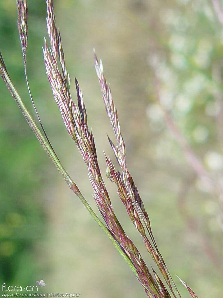 Agrostis castellana - Flor (close-up) | Carlos Aguiar; CC BY-NC 4.0