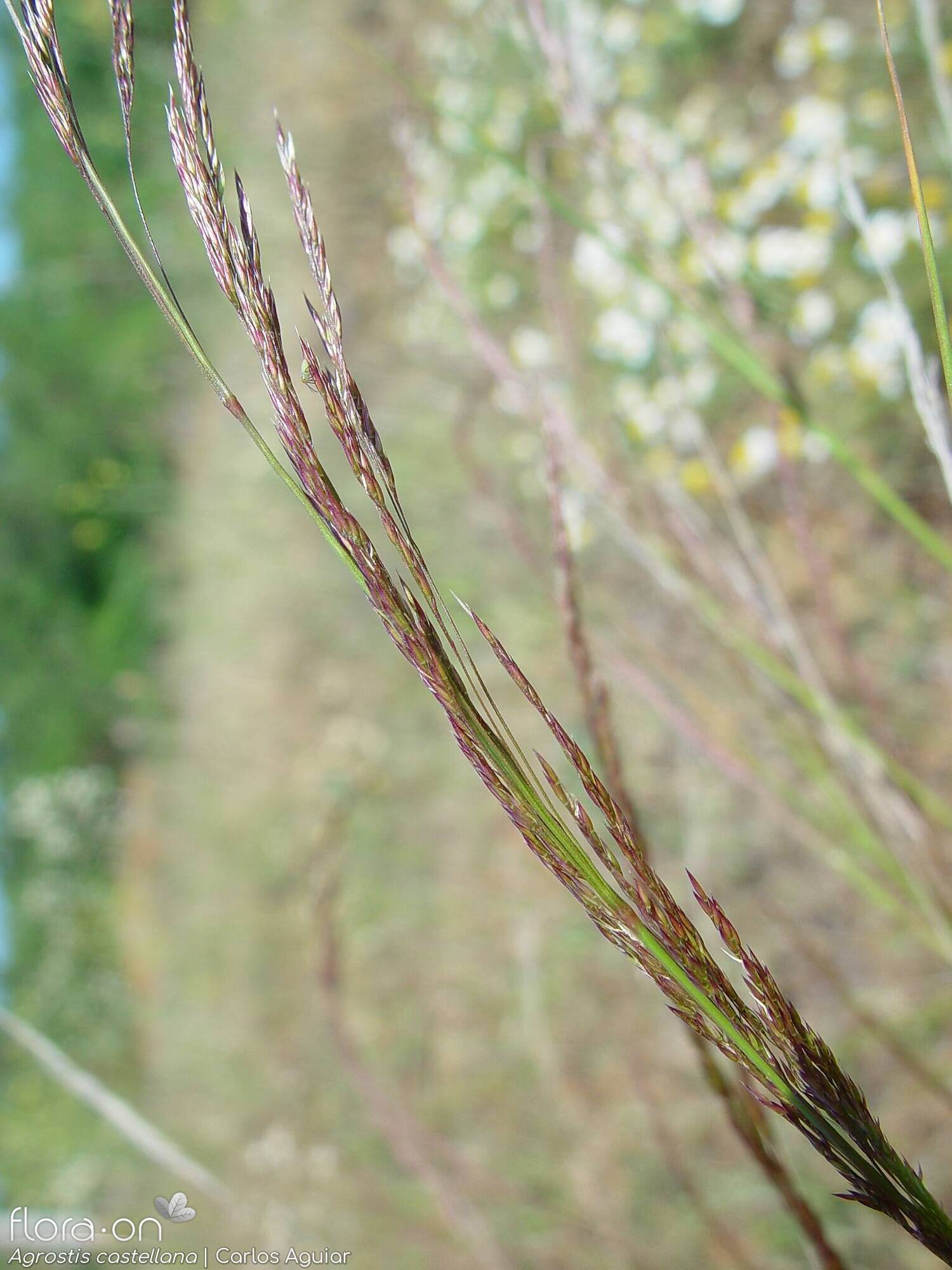 Agrostis castellana - Flor (geral) | Carlos Aguiar; CC BY-NC 4.0
