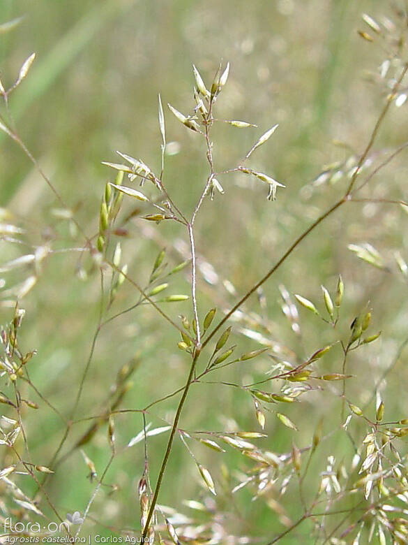 Agrostis castellana - Flor (close-up) | Carlos Aguiar; CC BY-NC 4.0