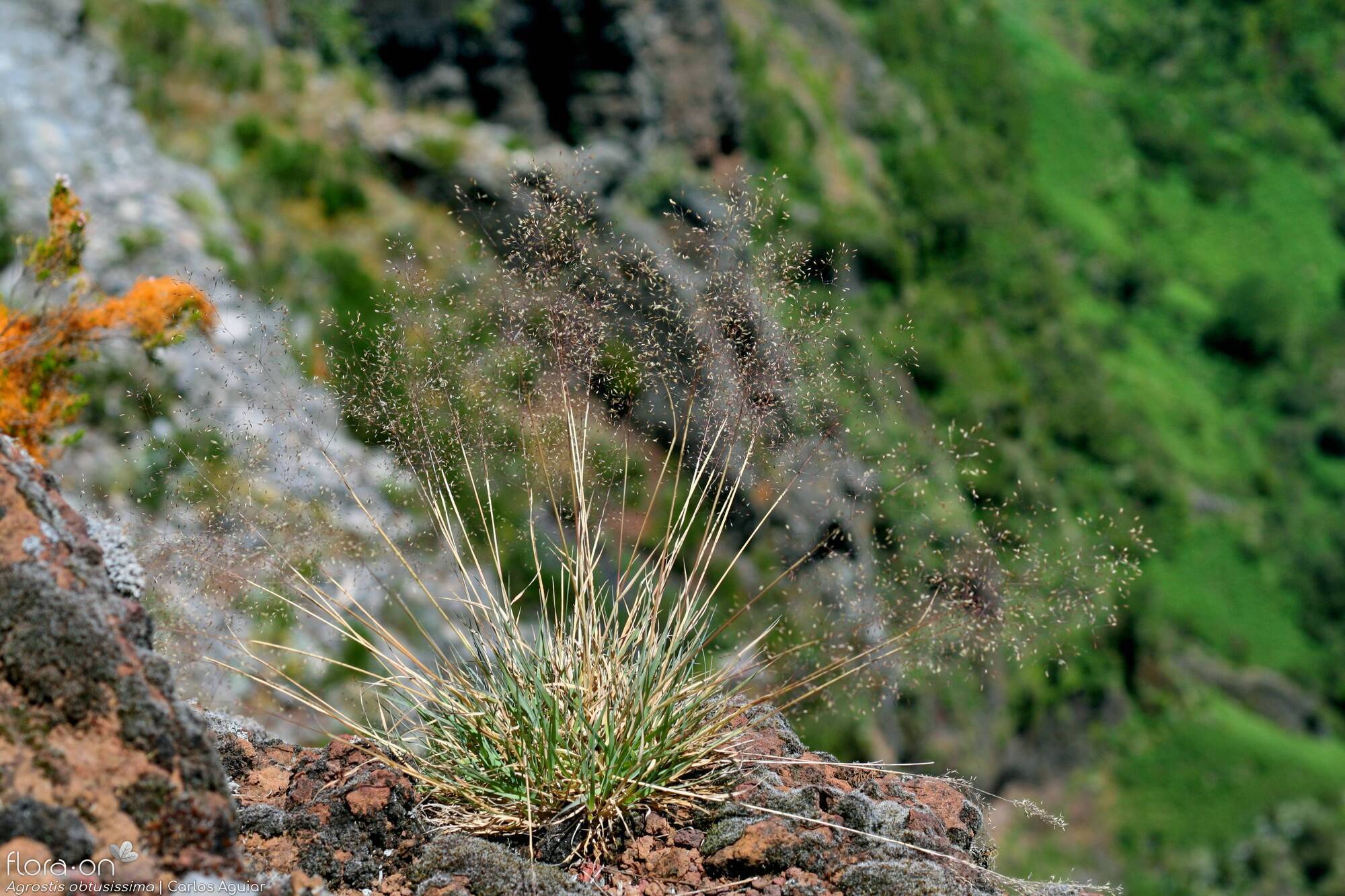 Agrostis obtusissima - Hábito | Carlos Aguiar; CC BY-NC 4.0