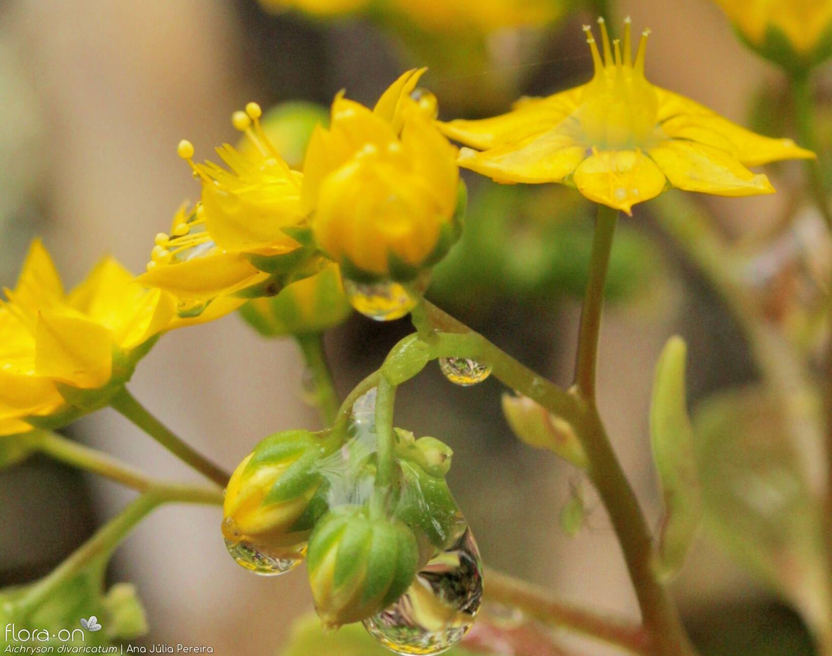 Aichryson divaricatum - Flor (close-up) | Ana Júlia Pereira; CC BY-NC 4.0