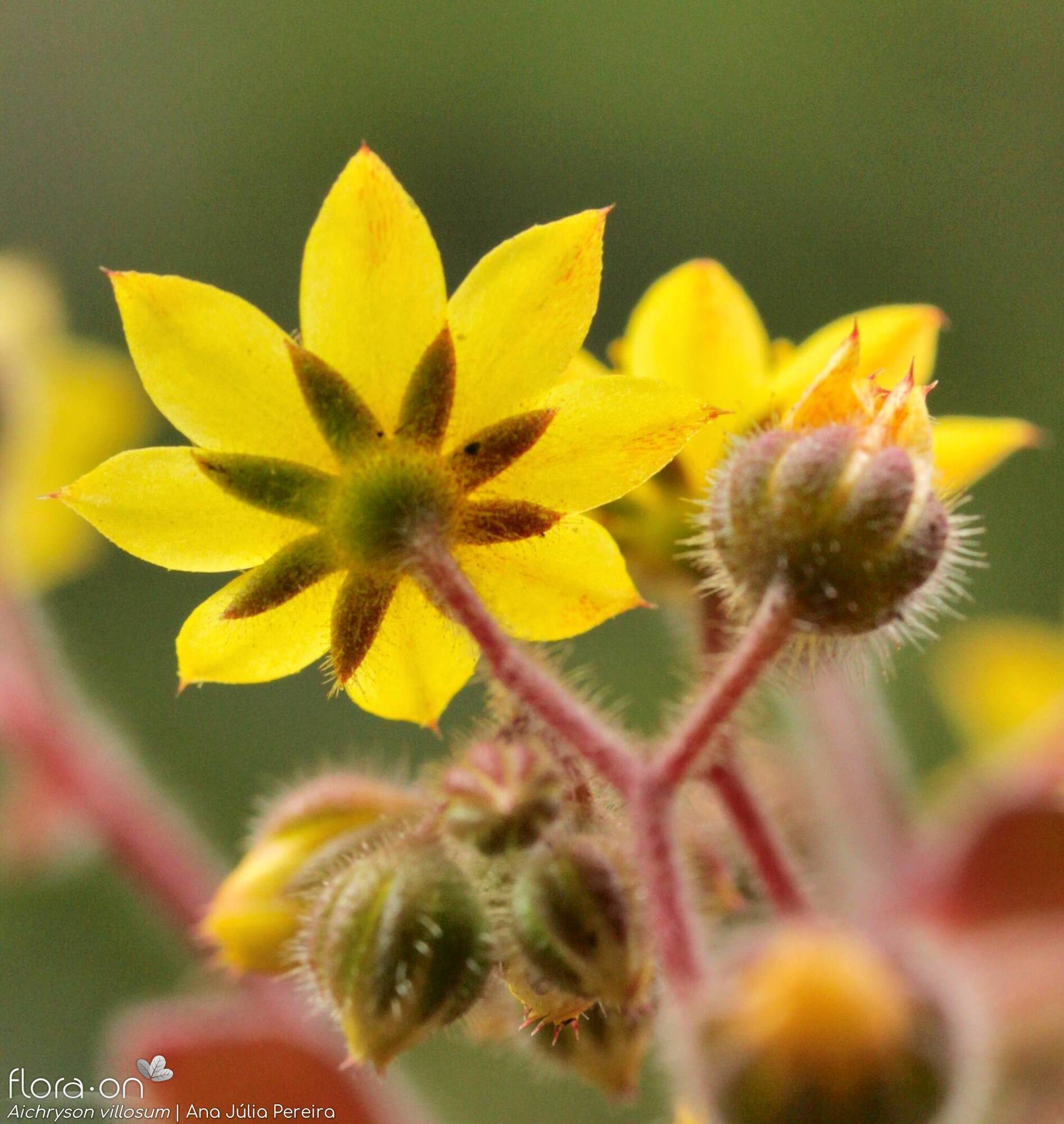 Aichryson villosum - Flor (close-up) | Ana Júlia Pereira; CC BY-NC 4.0