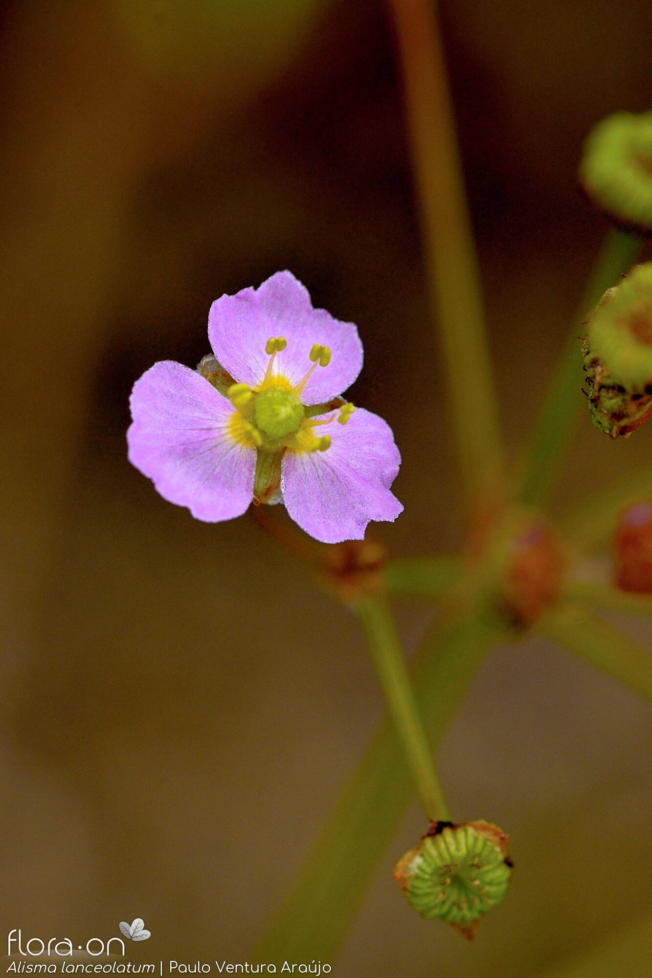 Alisma lanceolatum - Flor (close-up) | Paulo Ventura Araújo; CC BY-NC 4.0