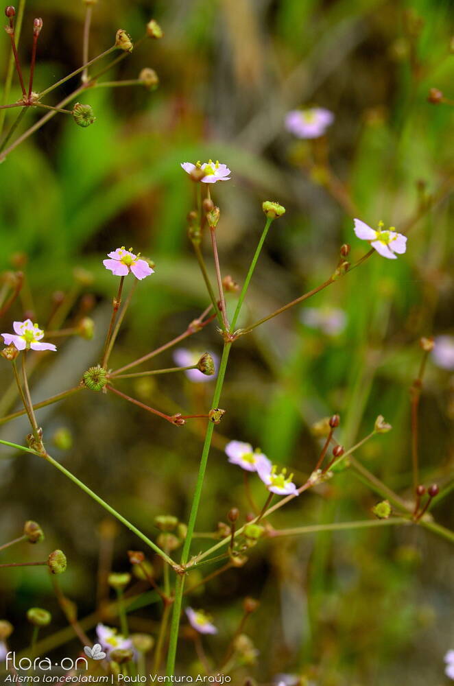 Alismataceae