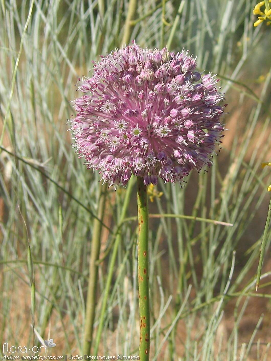 Allium ampeloprasum - Flor (geral) | João Domingues Almeida; CC BY-NC 4.0