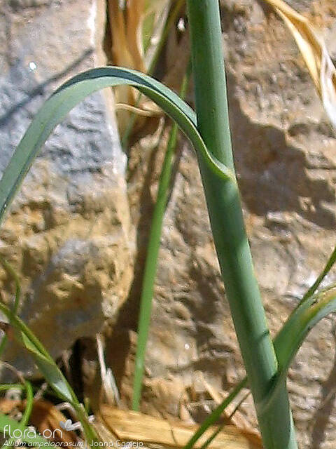 Allium ampeloprasum - Caule | Joana Camejo; CC BY-NC 4.0