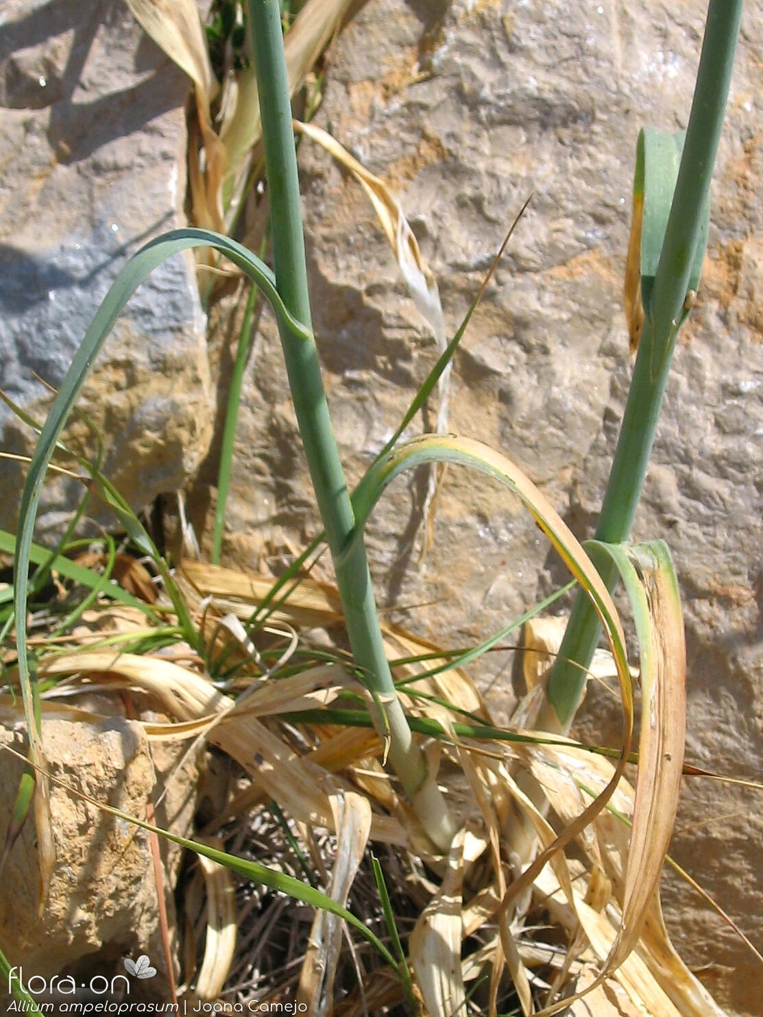 Allium ampeloprasum - Folha | Joana Camejo; CC BY-NC 4.0