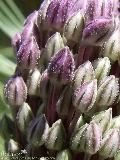 Allium ampeloprasum - Flor (close-up) | Ana Júlia Pereira; CC BY-NC 4.0