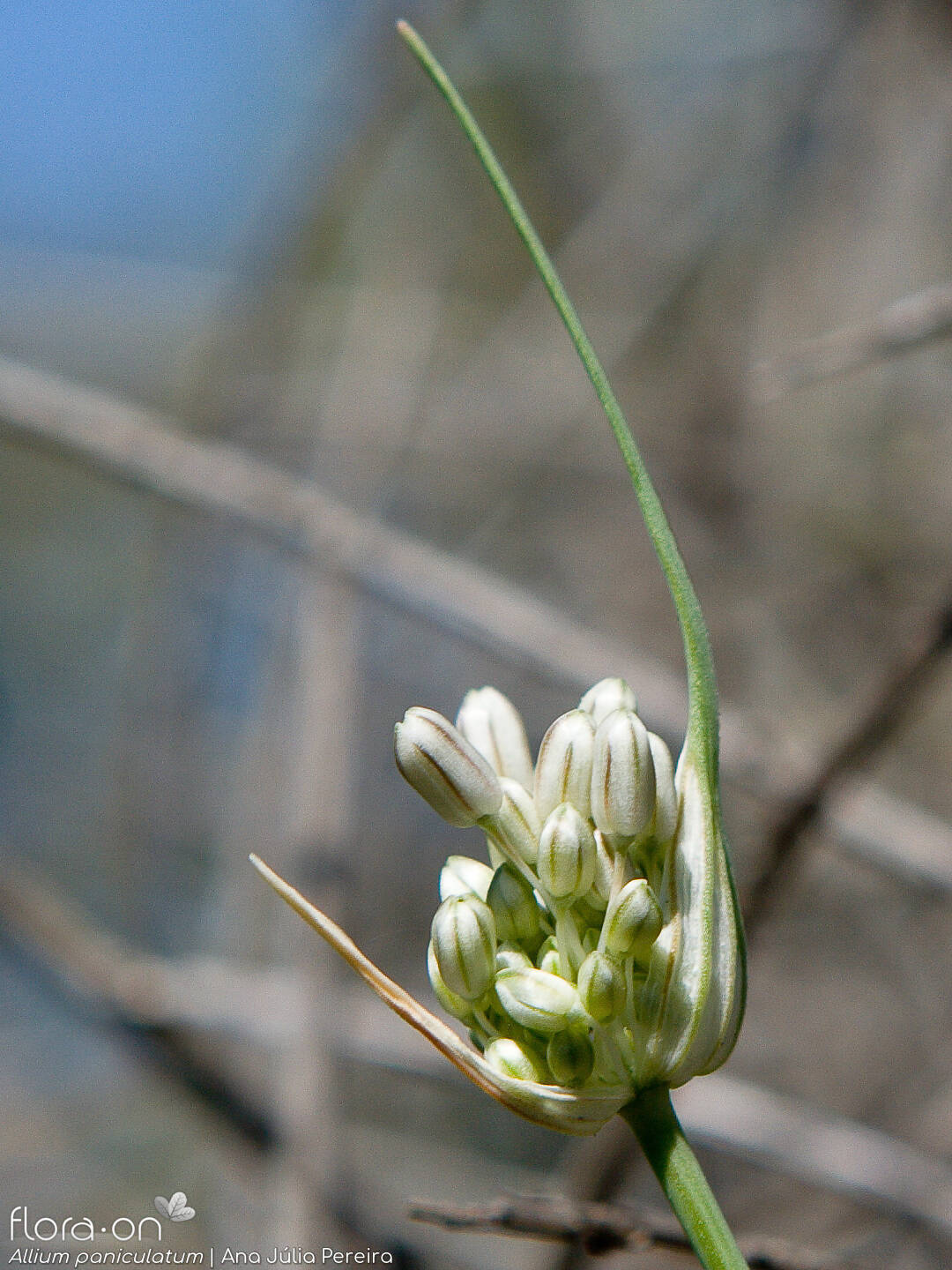 Allium paniculatum - Bráctea | Ana Júlia Pereira; CC BY-NC 4.0