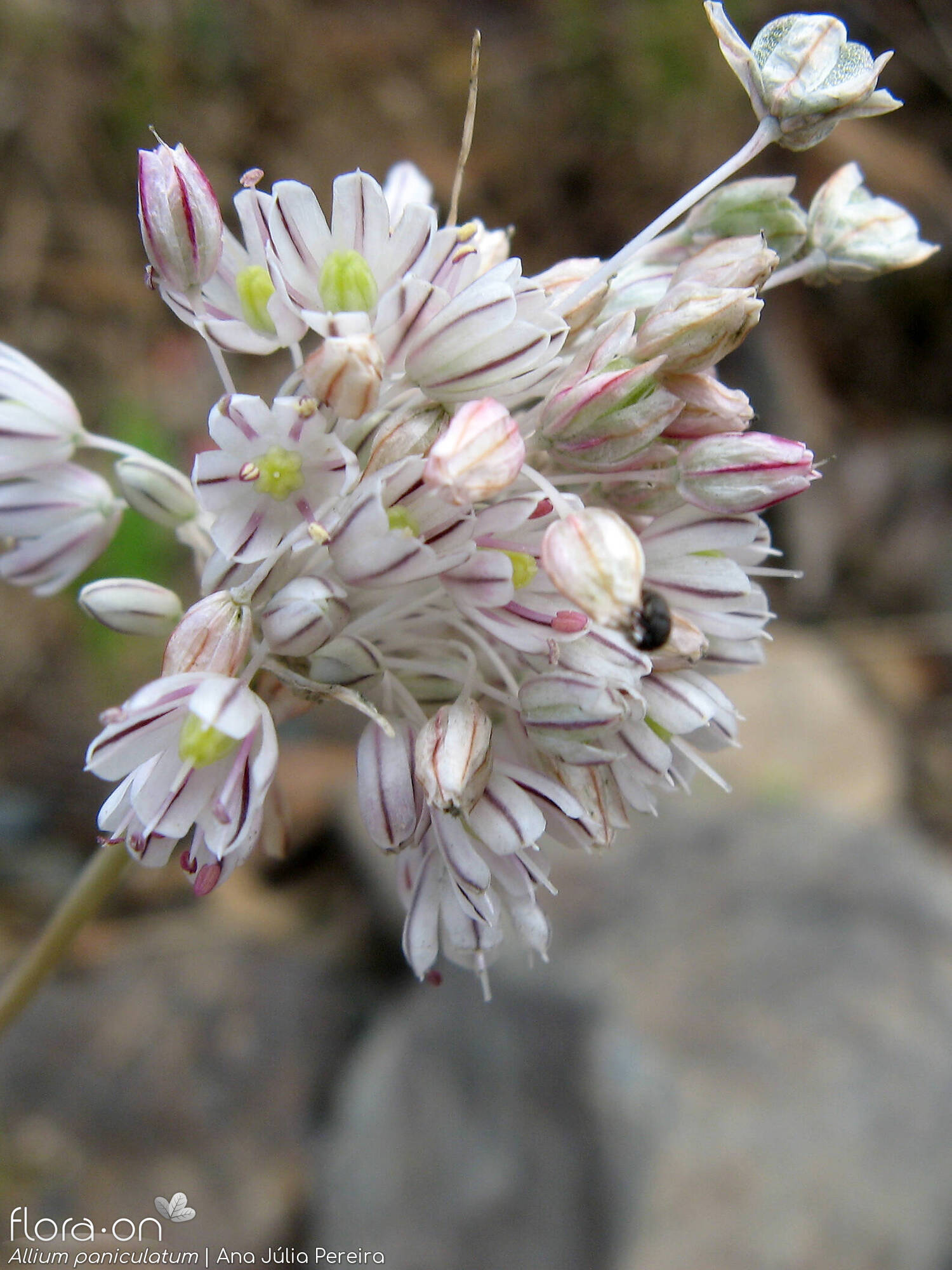 Allium paniculatum - Flor (geral) | Ana Júlia Pereira; CC BY-NC 4.0