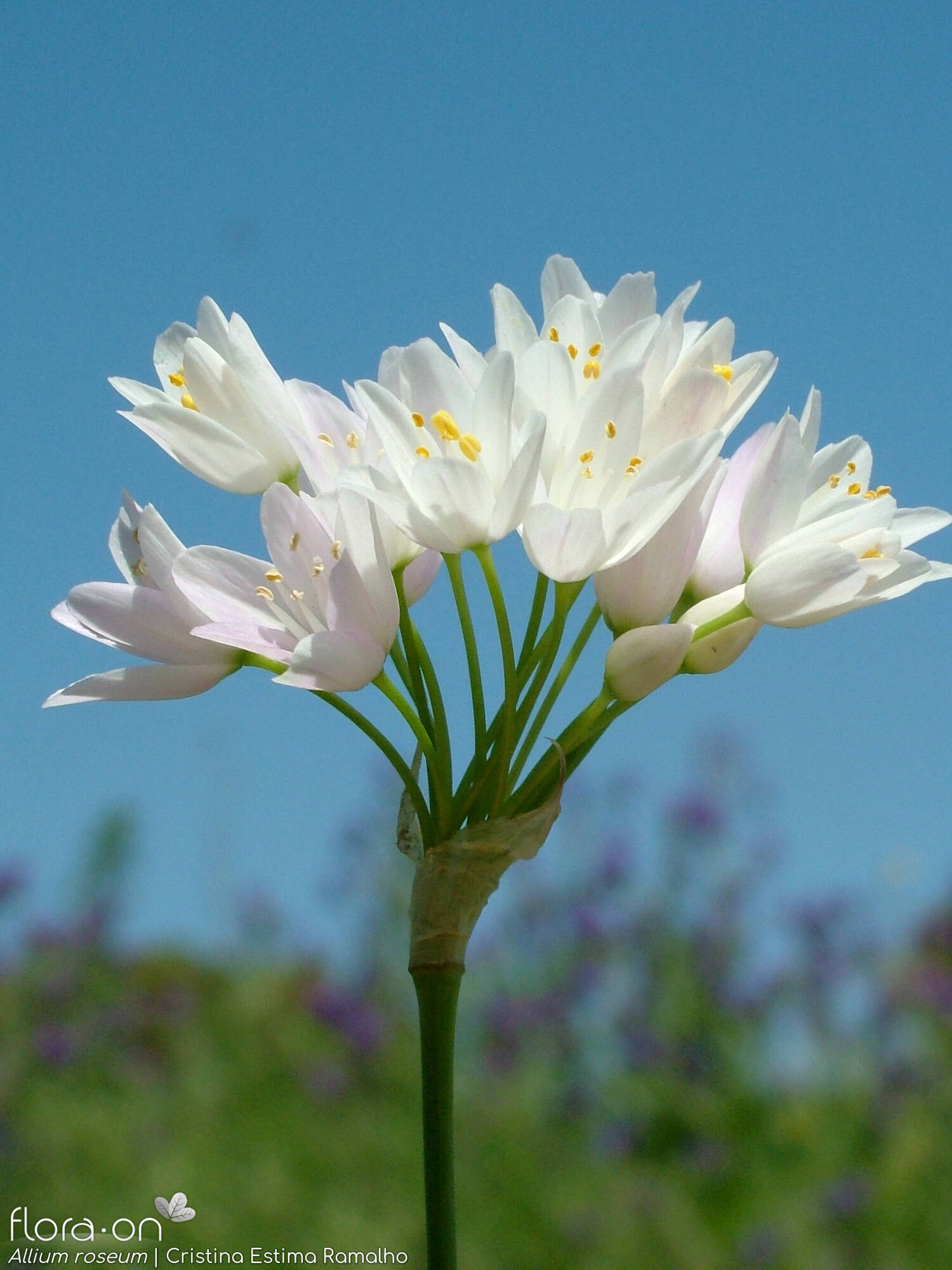 Allium roseum - Flor (geral) | Cristina Estima Ramalho; CC BY-NC 4.0