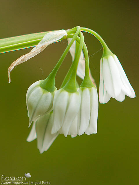 Allium triquetrum - Flor (geral) | Miguel Porto; CC BY-NC 4.0
