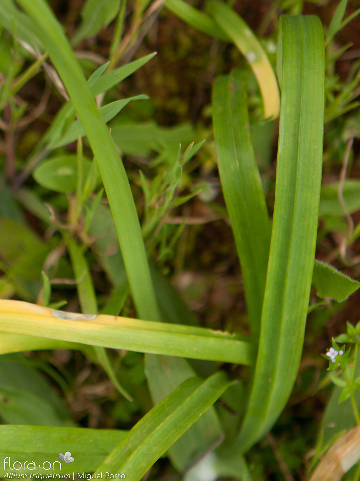 Allium triquetrum - Folha | Miguel Porto; CC BY-NC 4.0