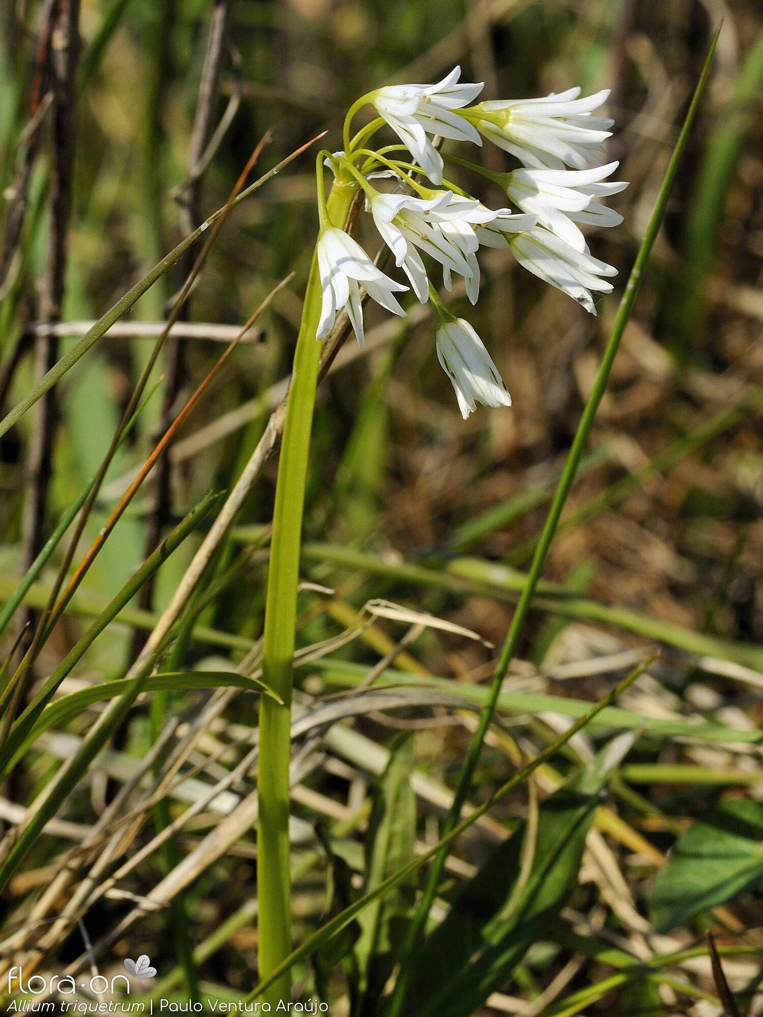 Allium triquetrum - Hábito | Paulo Ventura Araújo; CC BY-NC 4.0