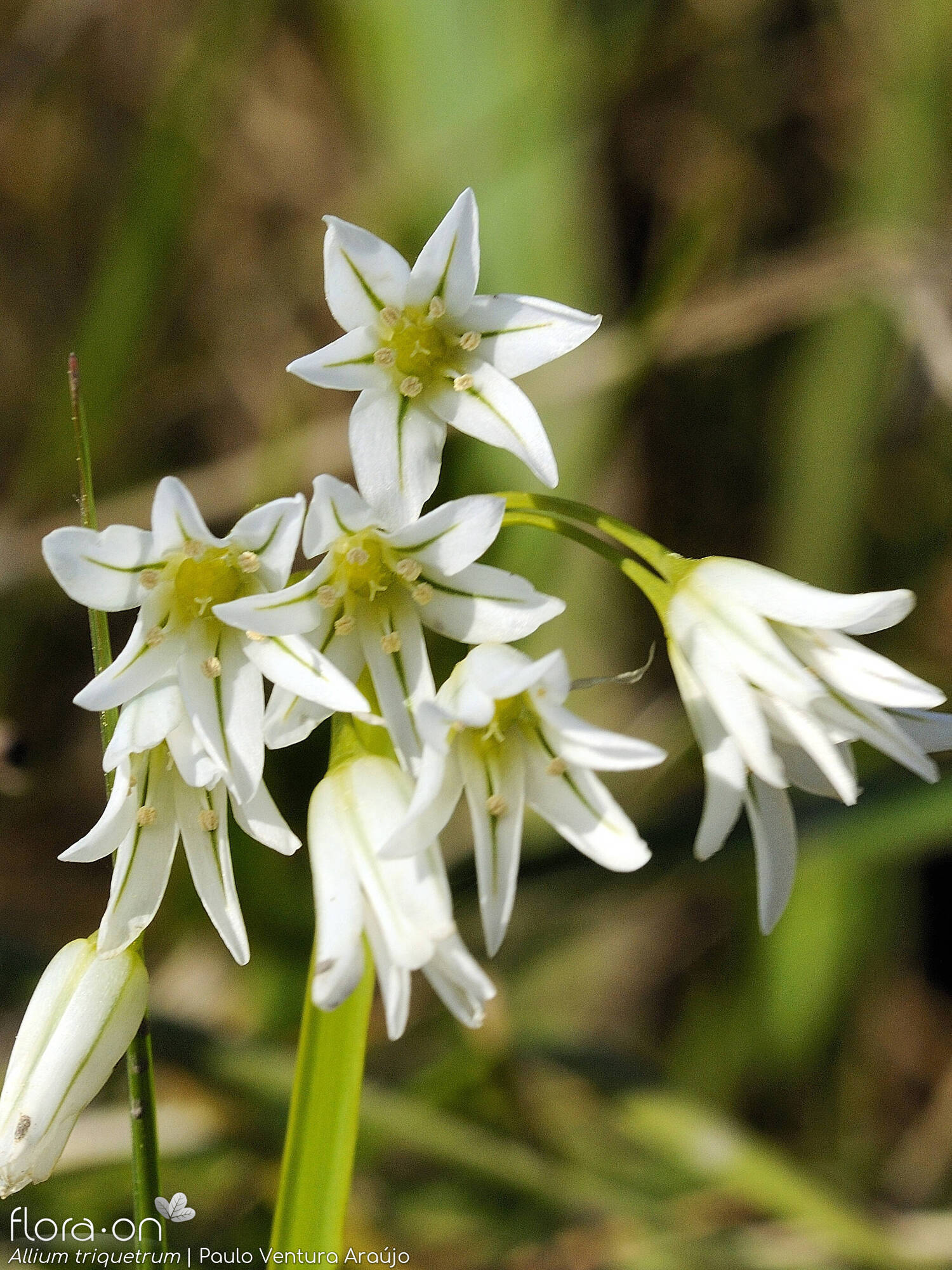 Allium triquetrum - Flor (geral) | Paulo Ventura Araújo; CC BY-NC 4.0
