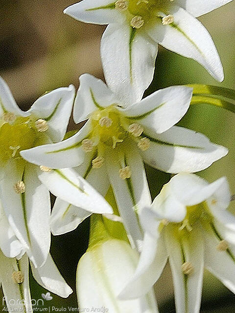 Allium triquetrum - Flor (close-up) | Paulo Ventura Araújo; CC BY-NC 4.0