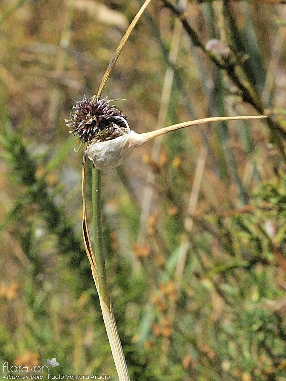 Allium vineale - Bráctea | Paulo Ventura Araújo; CC BY-NC 4.0