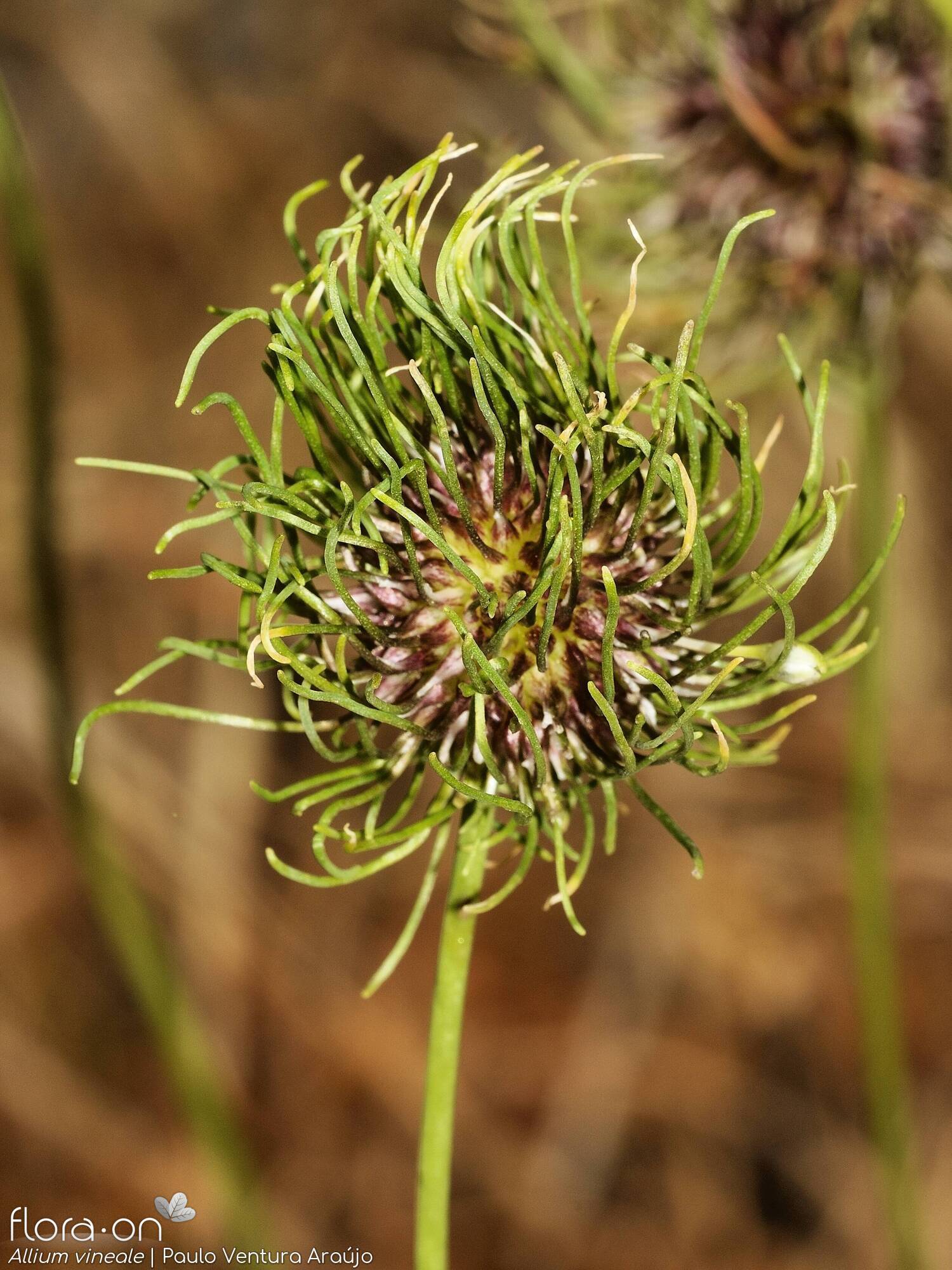 Allium vineale - Flor (geral) | Paulo Ventura Araújo; CC BY-NC 4.0