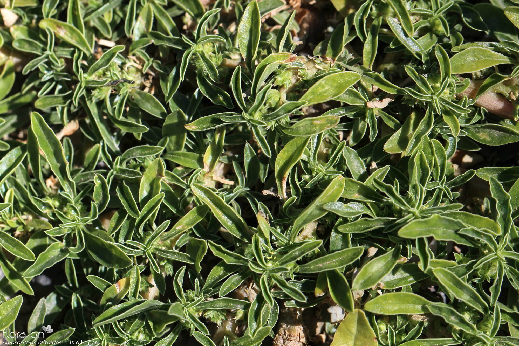 Amaranthus blitoides - Folha (geral) | Lísia Lopes; CC BY-NC 4.0