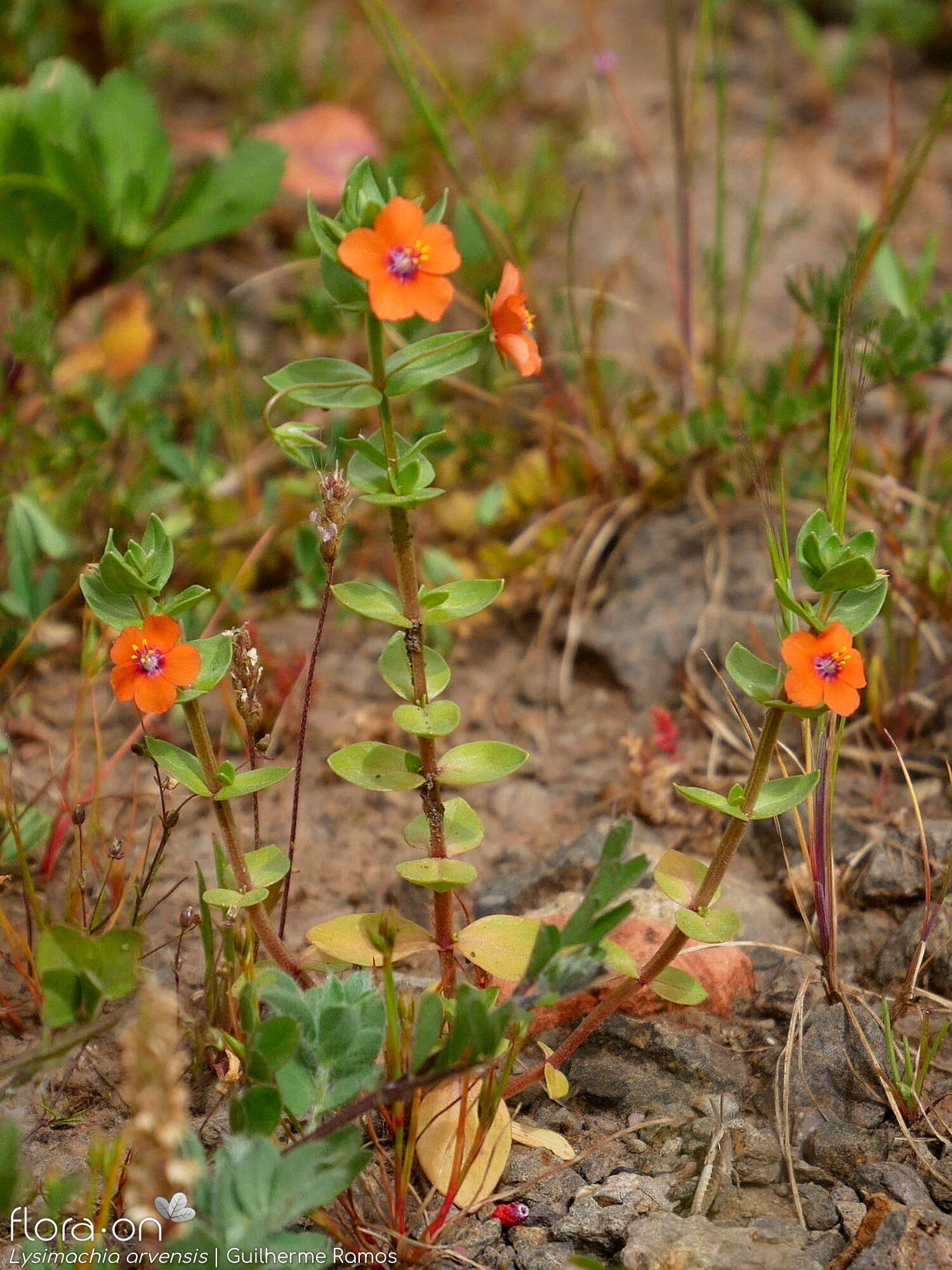 Anagallis arvensis-(1) - Hábito | Guilherme Ramos; CC BY-NC 4.0