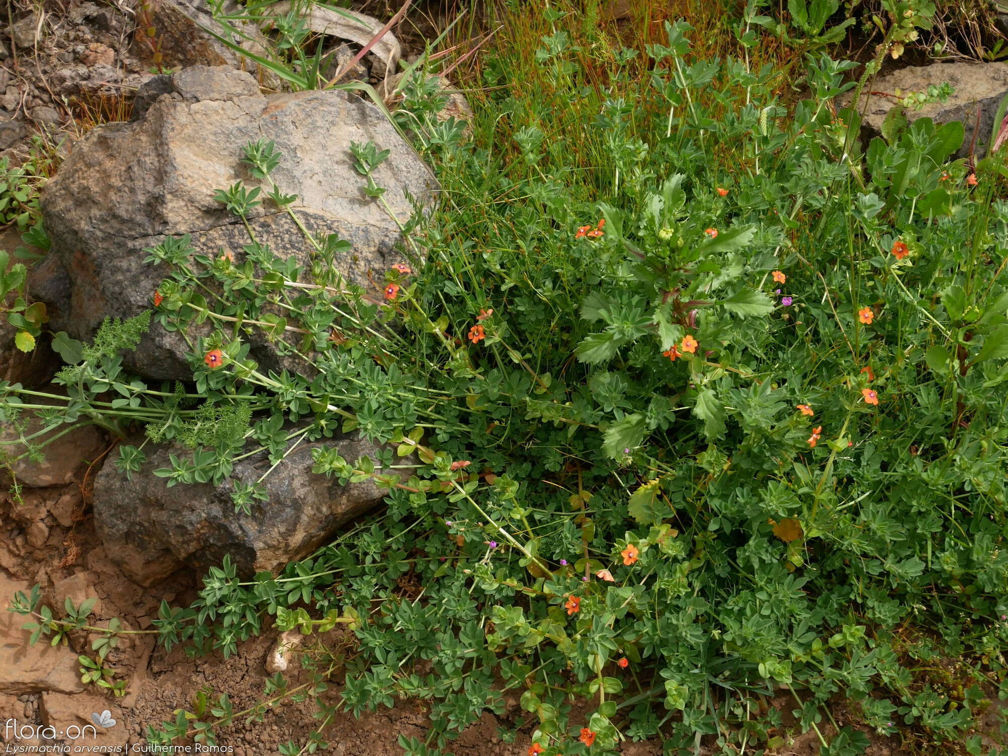 Anagallis arvensis-(1) - Habitat | Guilherme Ramos; CC BY-NC 4.0