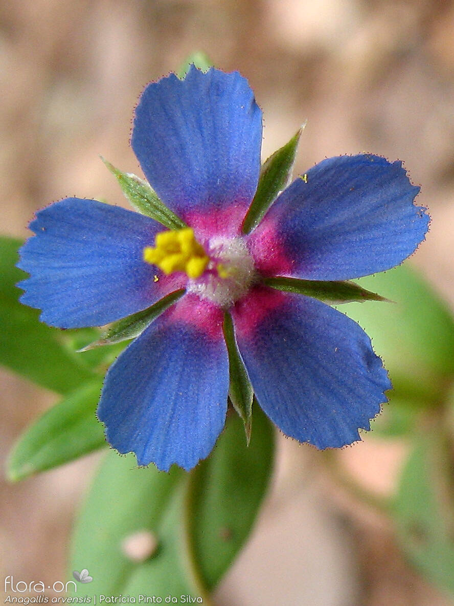 Anagallis arvensis-(1) - Flor (close-up) | Patrícia Pinto da Silva; CC BY-NC 4.0