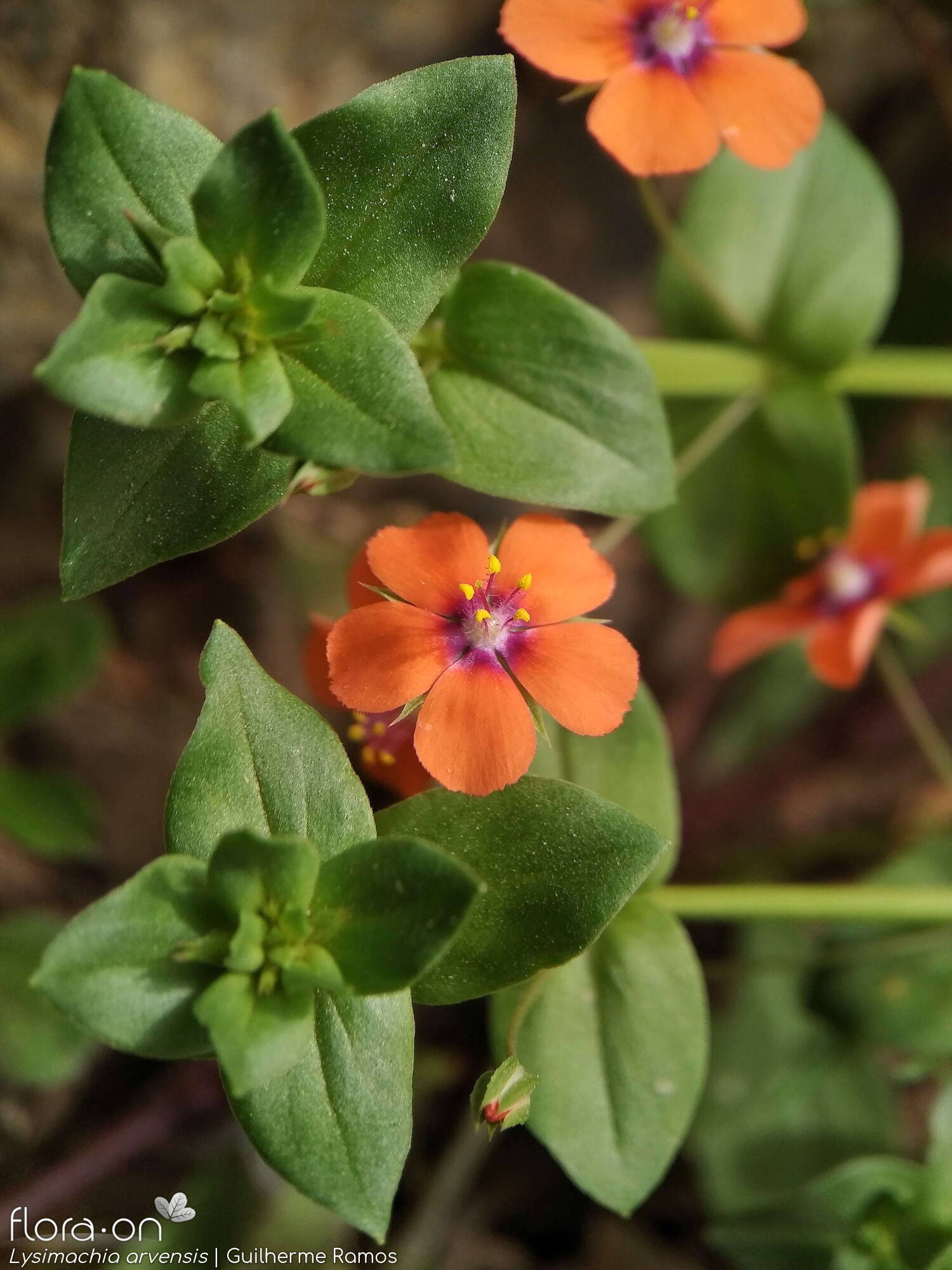 Anagallis arvensis-(1) - Flor (close-up) | Guilherme Ramos; CC BY-NC 4.0