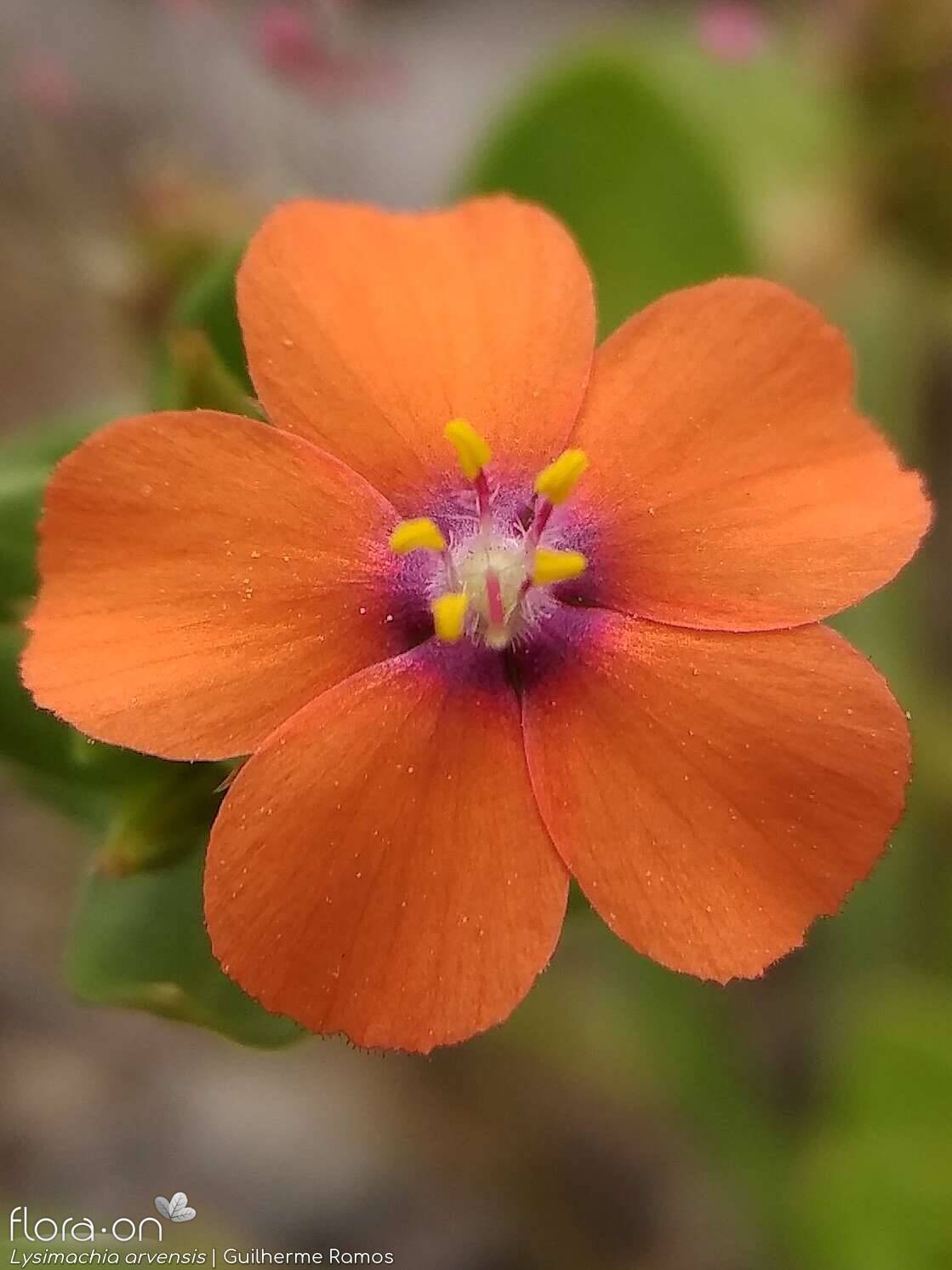 Anagallis arvensis-(1) - Flor (close-up) | Guilherme Ramos; CC BY-NC 4.0