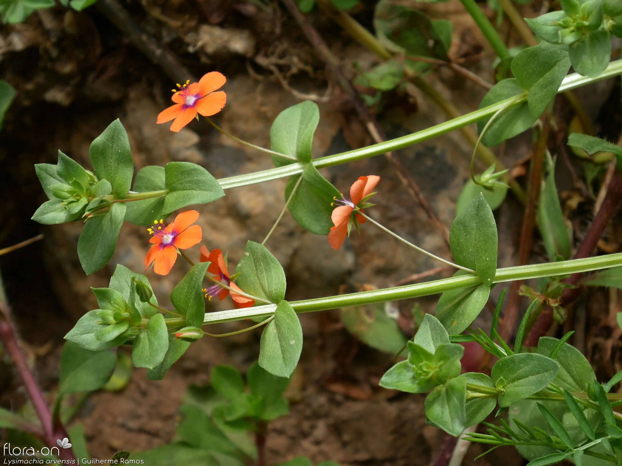 Anagallis arvensis-(1) - Flor (geral) | Guilherme Ramos; CC BY-NC 4.0