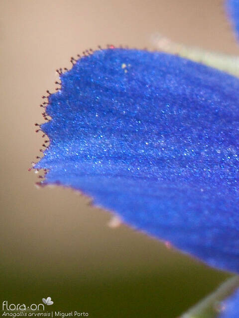 Anagallis arvensis-(1) - Flor (close-up) | Miguel Porto; CC BY-NC 4.0