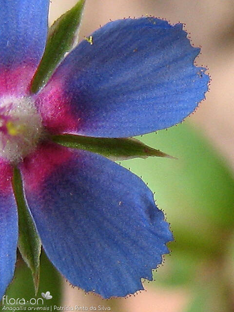 Anagallis arvensis-(1) - Flor (close-up) | Patrícia Pinto da Silva; CC BY-NC 4.0