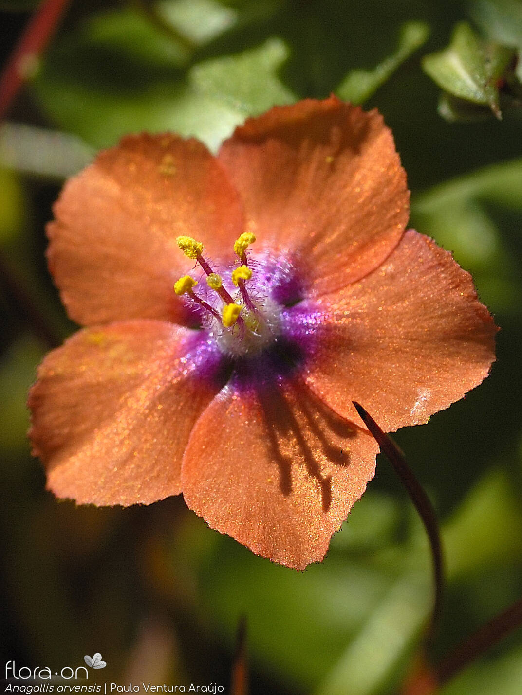 Anagallis arvensis-(1) - Flor (close-up) | Paulo Ventura Araújo; CC BY-NC 4.0