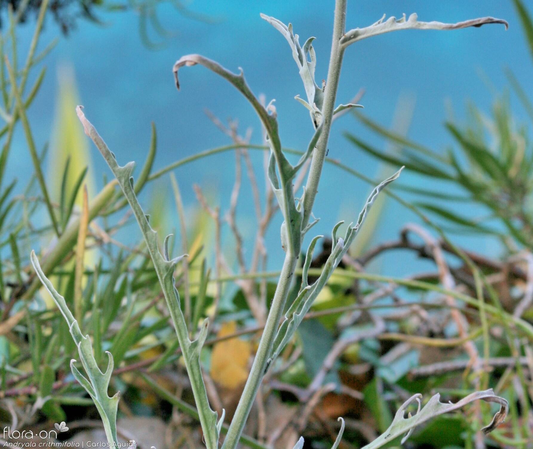 Andryala crithmifolia - Folha (geral) | Carlos Aguiar; CC BY-NC 4.0