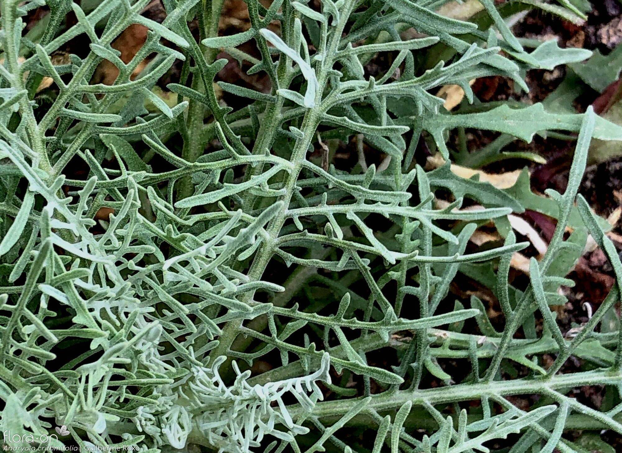 Andryala crithmifolia - Folha | Guilherme Roxo; CC BY-NC 4.0