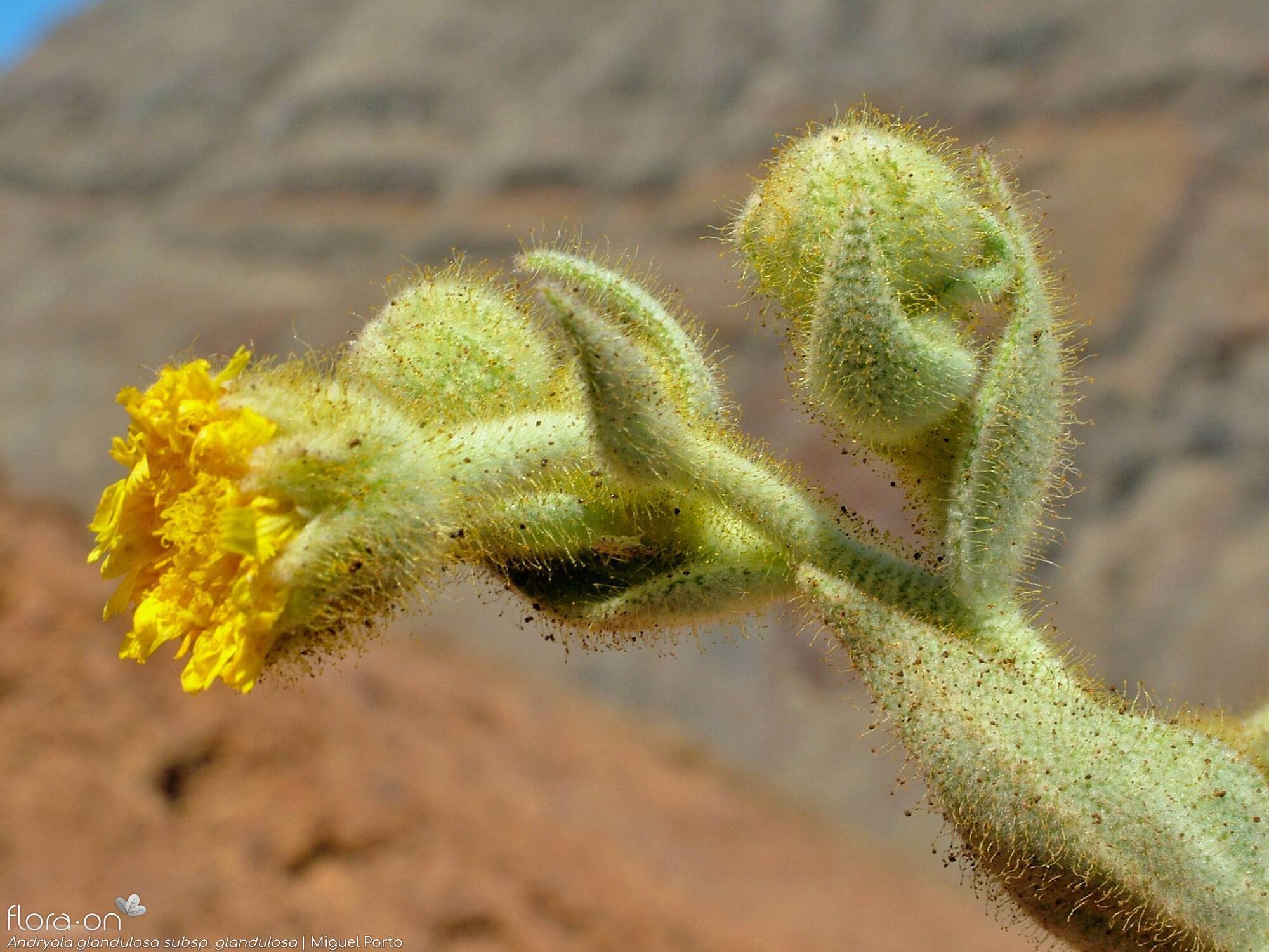 Andryala glandulosa - Flor (close-up) | Miguel Porto; CC BY-NC 4.0