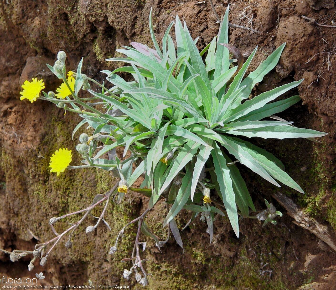 Andryala glandulosa - Hábito | Carlos Aguiar; CC BY-NC 4.0