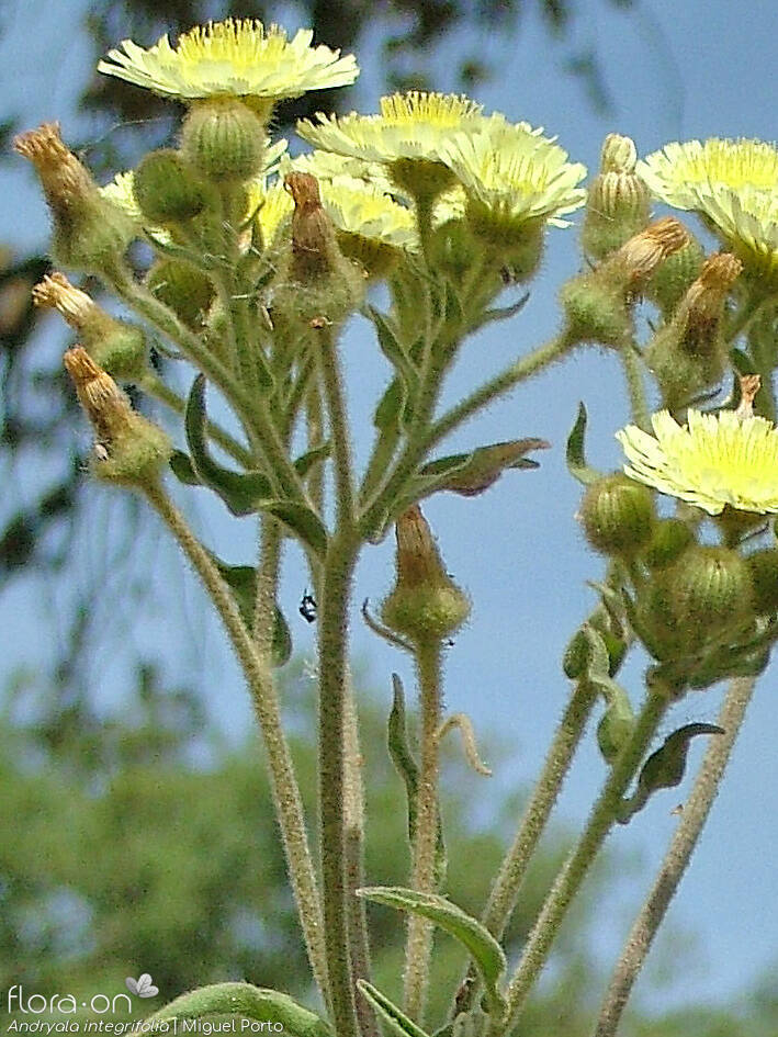 Andryala integrifolia - Flor (geral) | Miguel Porto; CC BY-NC 4.0