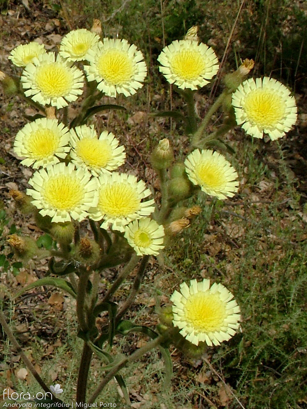 Andryala integrifolia - Flor (geral) | Miguel Porto; CC BY-NC 4.0