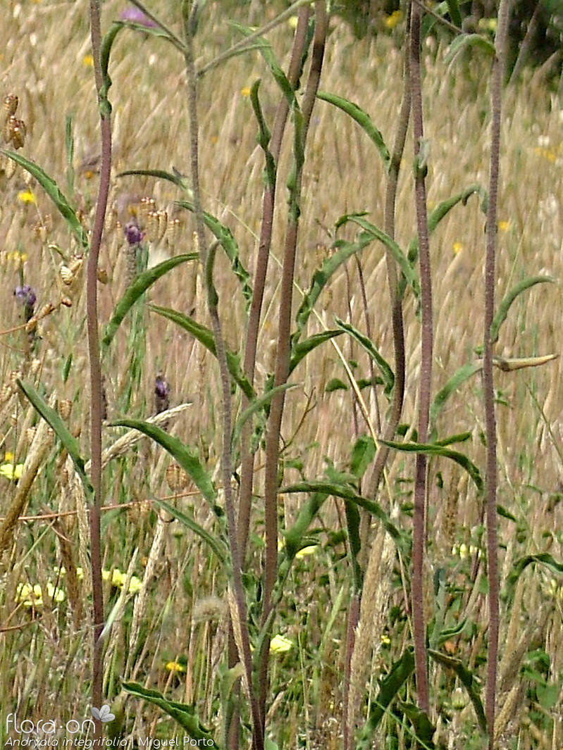 Andryala integrifolia - Folha | Miguel Porto; CC BY-NC 4.0