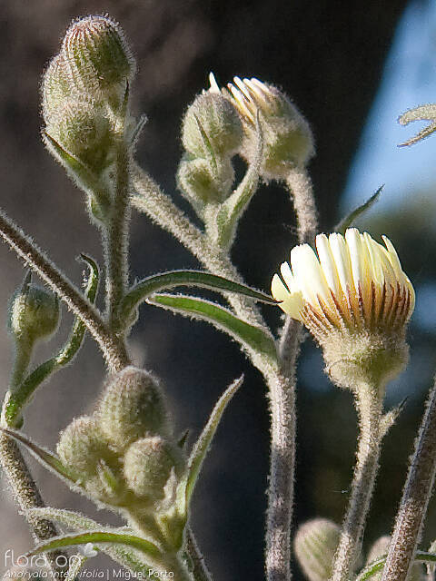 Andryala integrifolia - Flor (geral) | Miguel Porto; CC BY-NC 4.0