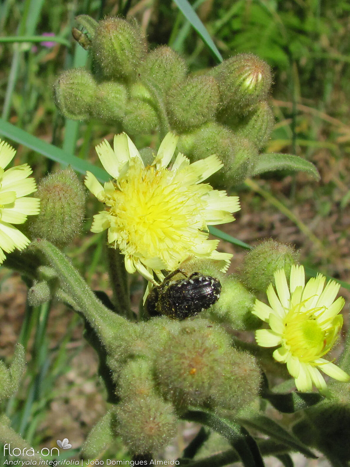Andryala integrifolia - Flor (geral) | João Domingues Almeida; CC BY-NC 4.0