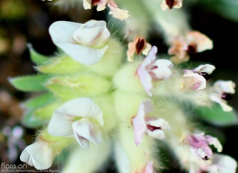 Anthyllis lemanniana - Flor (close-up) | Carlos Aguiar; CC BY-NC 4.0
