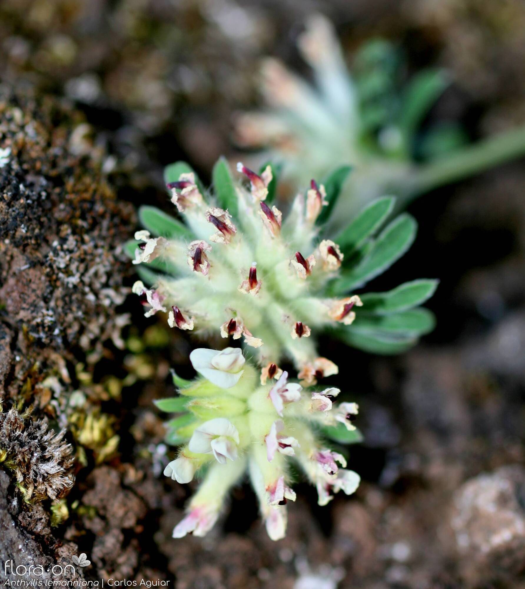 Anthyllis lemanniana - Flor (geral) | Carlos Aguiar; CC BY-NC 4.0