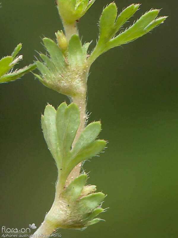 Aphanes australis - Folha | Miguel Porto; CC BY-NC 4.0