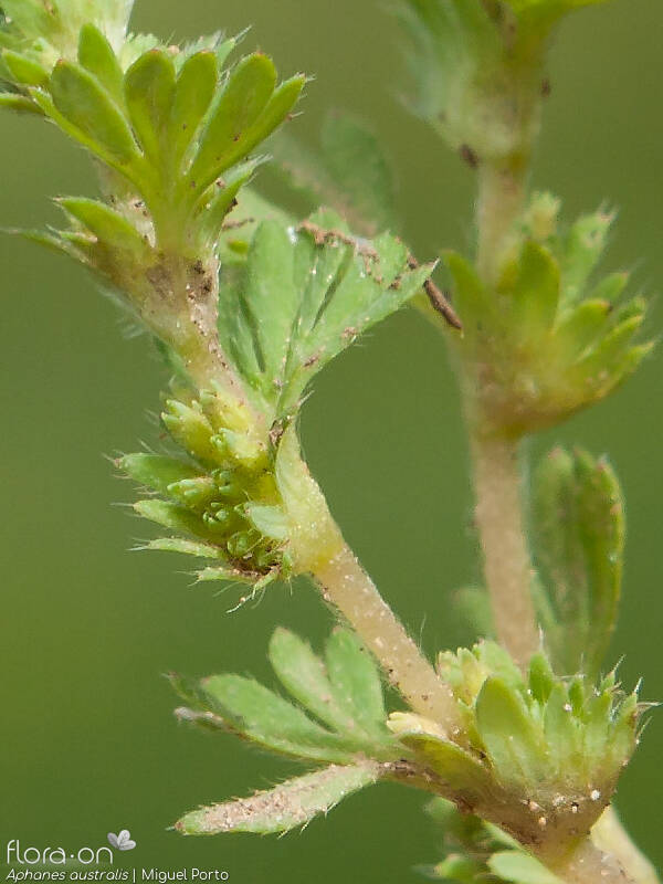 Aphanes australis - Flor (close-up) | Miguel Porto; CC BY-NC 4.0
